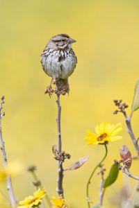Song sparrows - image courtesy - http://news.nationalgeographic.com